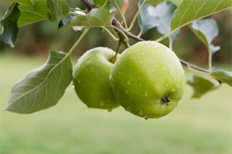 APPLE ORCHARD*