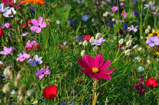 PRAIRIE FERNS AND WILD BLOSSOMS*