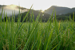 ALPINE GRASS*