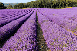 PARISIAN LAVENDER HARMONY*