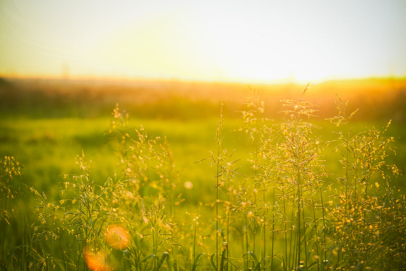 FIELDS OF GREENS*