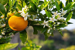 1OZ ORANGE CITRUS BLOOM