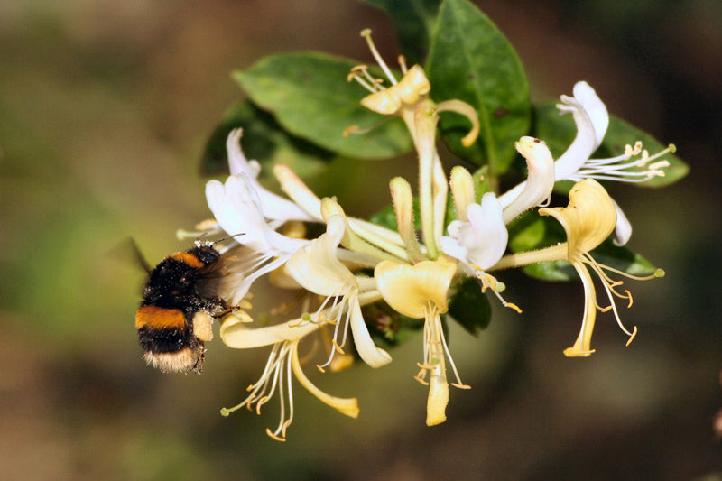 SWEET NECTAR RADIANCE*