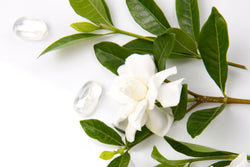 Oil, White Gardenia