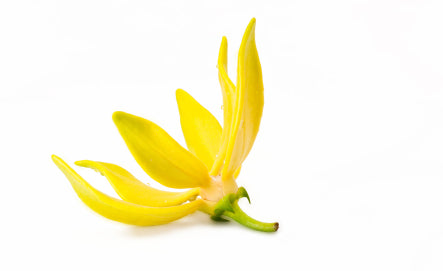 Ylang II