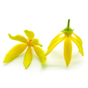 Ylang I