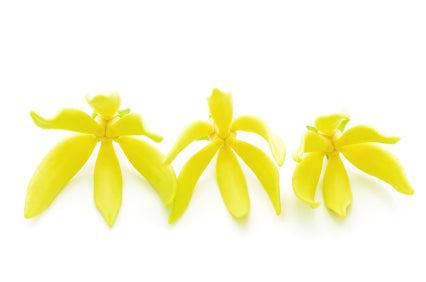 Ylang III