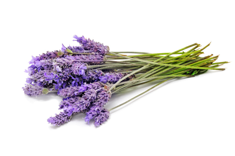 Lavender Bulgarian Oil