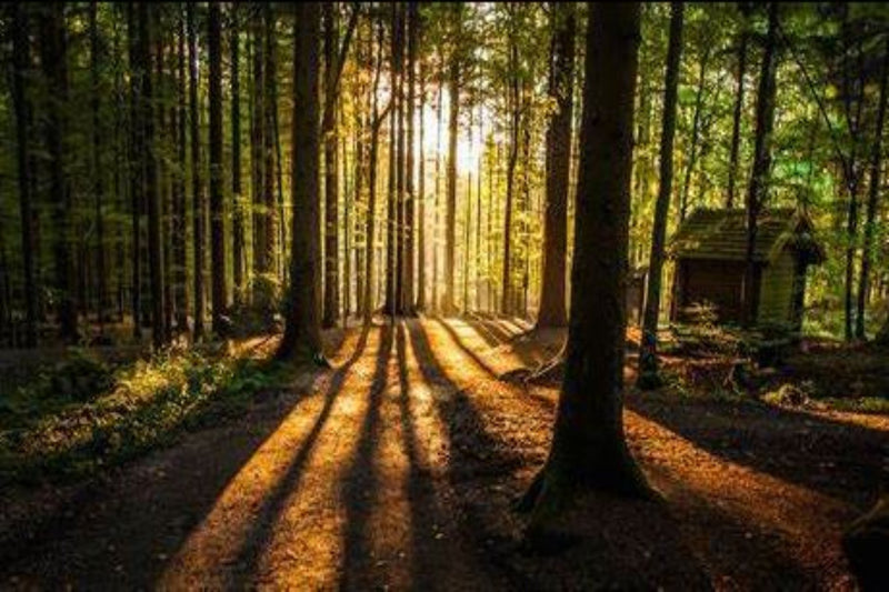 Warm Rustic Woods