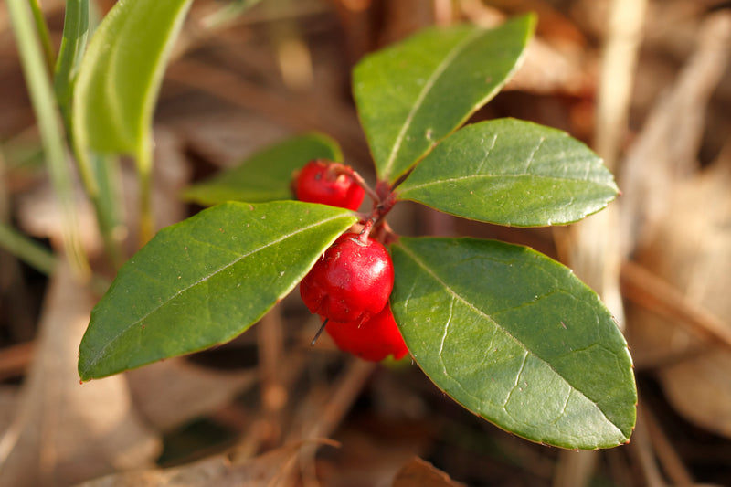 Wintergreen Organic Oil